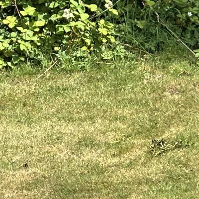 Mowing the lawn