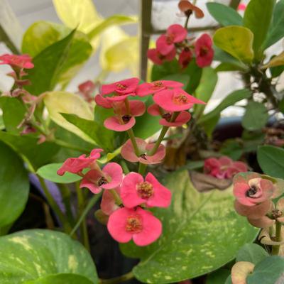 Students and the pandemic