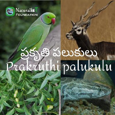 ప్రకృతి పలుకులు