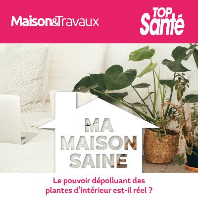 Le pouvoir dépolluant des plantes d’intérieur est-il réel ?