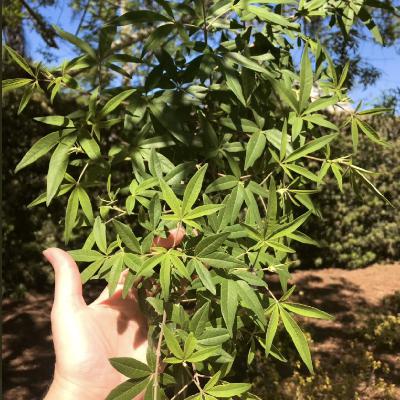 Ep 53: Herb Profile on Vitex Agnus-Castus