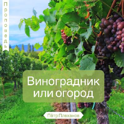 Виноградник или огород