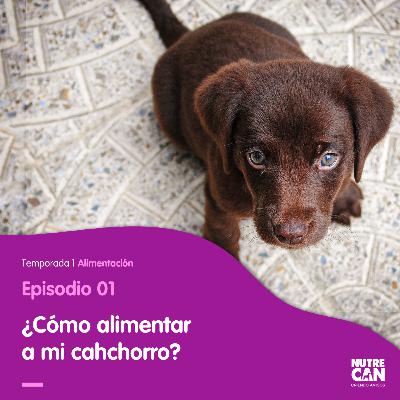 ¿Nuevo mejor amigo en casa? Consejos de alimentación. ¿Nuevo mejor amigo en casa? Consejos de alimentación.