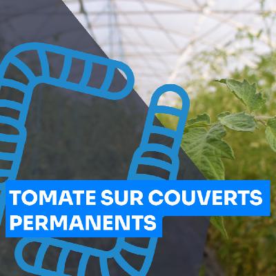 Tomate sur couverts permanents, François Mulet