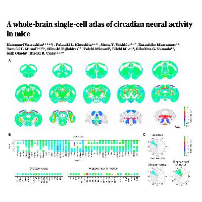 328-全脑神经活动的昼夜时空图谱