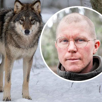 Vi sammanfattar nyhetsåret: Varg och åter varg