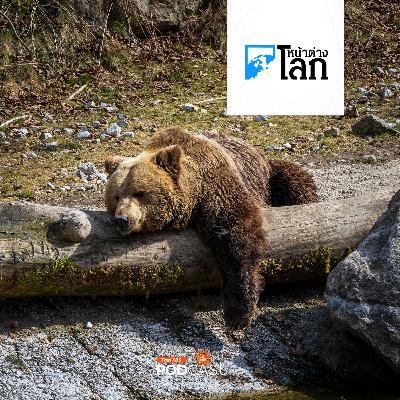 หน้าต่างโลก : วิกฤตหมีในญี่ปุ่นจุดกระแสนิยมกินเนื้อหมี