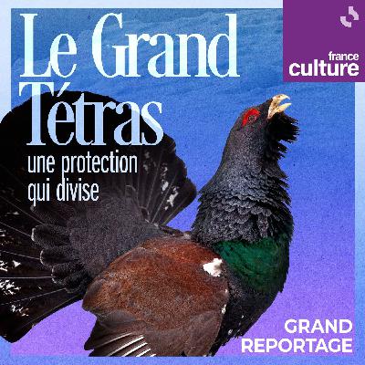 Le Grand Tétras : une protection qui divise 5/5 : Protection du Grand Tétras : une expérimentation peu probante dans les Vosges
