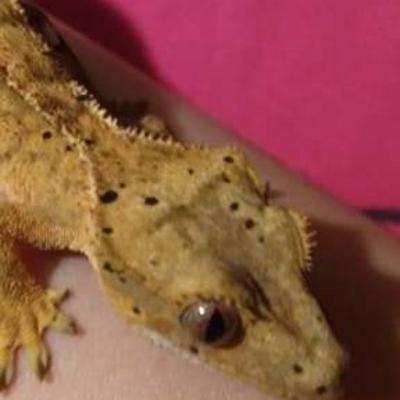 Ranga The Crested Geko