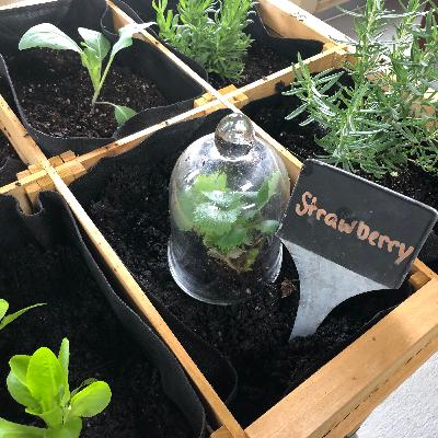 Amazon Vegetable Garden Amazon Vegetable Garden