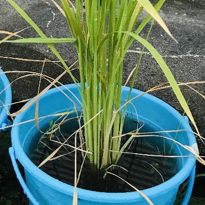 #19 バケツ稲を作ろう【草とか石とかのラジオ】