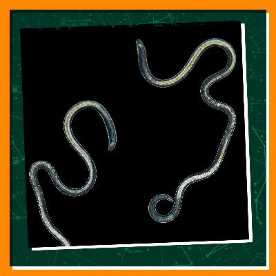 Discover the World of Nematodes
