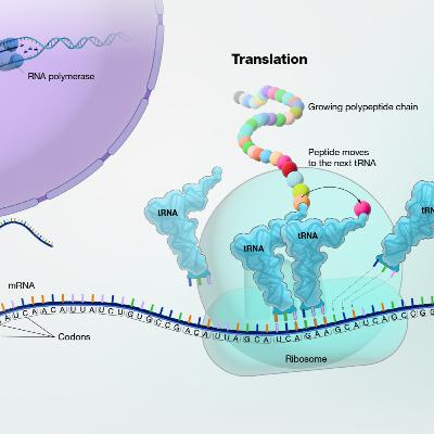 DrMcPharma ep. 26. The Vaccine Revolution: From SmallPox to mRNA