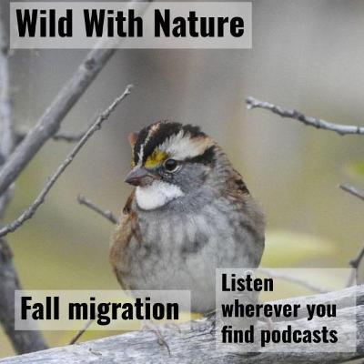 Fall migration