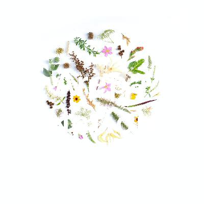 Arepa Nation- the beginning