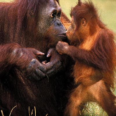 Origines du bisou et Sémira Gonseth Nusslé Origines du bisou et Sémira Gonseth Nusslé