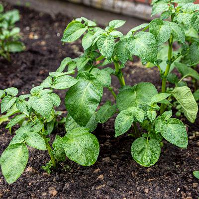 Polska od kuchni – Kuchnia lasowiacka