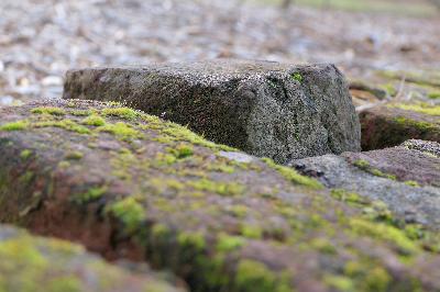 Get out your high pressure hose and clean up that slippery moss