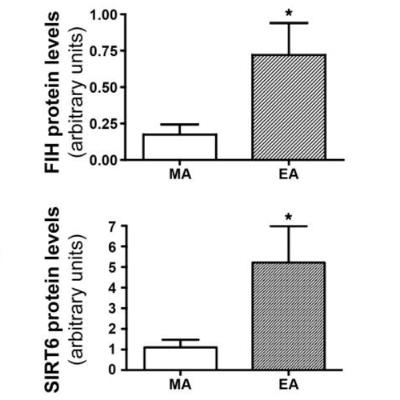 Watts Doc #52: Hypoxia Inducible Factor's Diminishing Returns