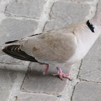 The Collared Dove: An Avian Success Story