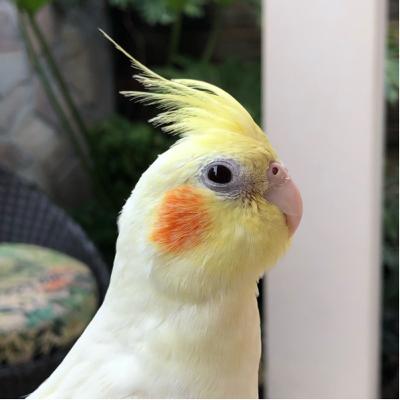 Calopsita Mickey Mouse Whistle