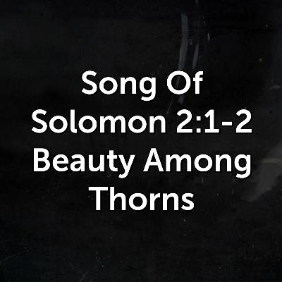 Beauty Among Thorns