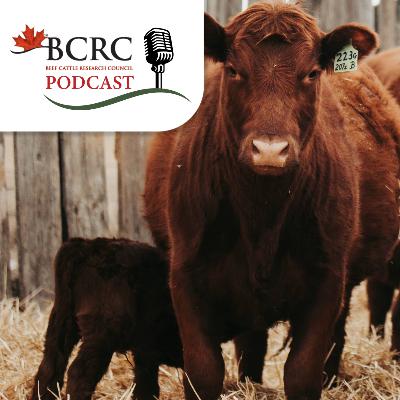 Episode 102: Calf Health Management Practices - What Does the Science Say? Episode 102: Calf Health Management Practices - What Does the Science Say?