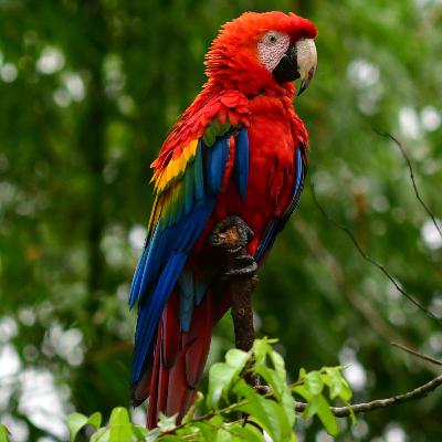 Guacamaya bandera (Ara macao) Guacamaya bandera (Ara macao)