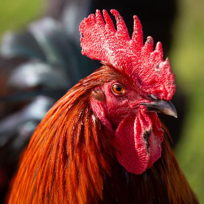 Paul Rodgers, Cofounder, former Australian Marans Club
