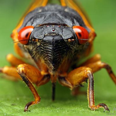 Cicada Apocalypse, Lions Thwarted by Ants, and a Baby Great White