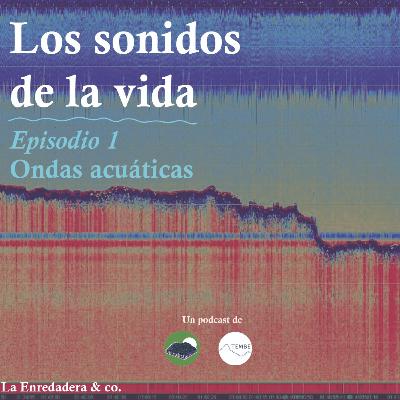 Los sonidos de la vida E1: Ondas acuáticas