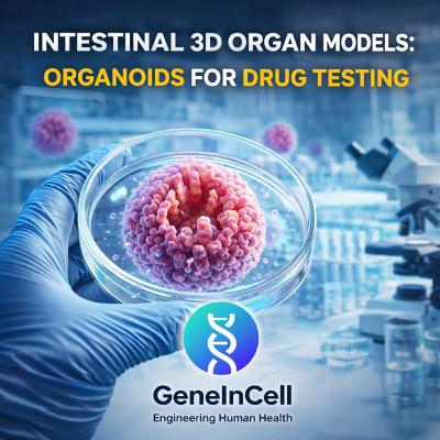 Intestinal 3D Organ Models: Organoids for Drug Testing Intestinal 3D Organ Models: Organoids for Drug Testing