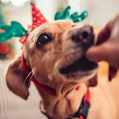 Pets e as festas de fim de ano