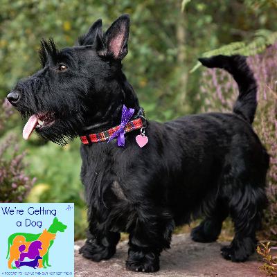 Wesley Wants a Scottish Terrier Wesley Wants a Scottish Terrier