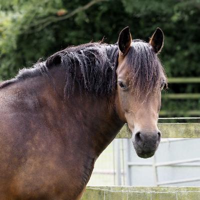 Ep. 095: Metabolic Horses Aren’t Always Fat - Here’s What No One Tells You - Part 1