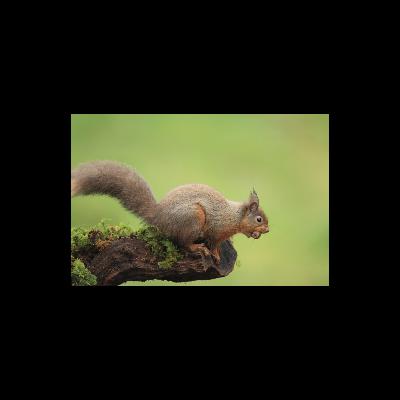 Squirrels = Iora rua