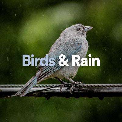 Birds & Rain - 1 hour for meditation, studying & relaxation