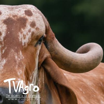 YR Y GYROLANDO Características, ventajas y diferencias en el trópico - TvAgro por Juan Gonzalo YR Y GYROLANDO Características, ventajas y diferencias en el trópico - TvAgro por Juan Gonzalo