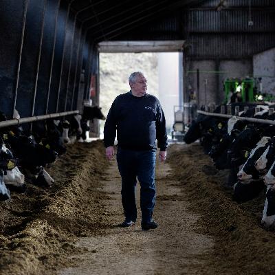 Frustreret mælkebonde nægter at følge loven: »Mine køer falder om«