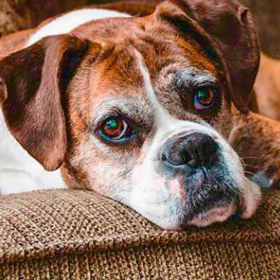 Síndrome de disfunción cognitiva en perros y gatos Síndrome de disfunción cognitiva en perros y gatos