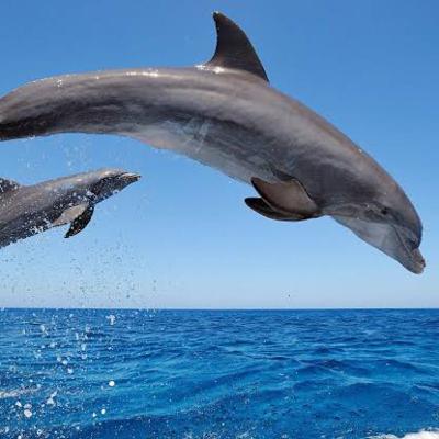 Describe an aquatic animal