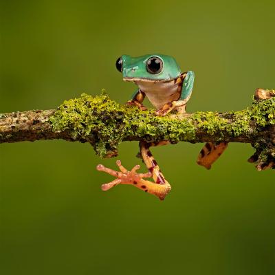 RANAS
