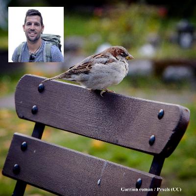 Más cerca - Cuantifican por primera vez el papel ecológico, cultural y económico de las aves españolas - 25/02/2026