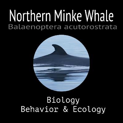 Northern Minke Whale - Biology, Behavior and Ecology