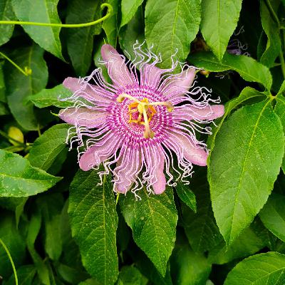 Fruit de la passion rustique - Passiflora incarnata