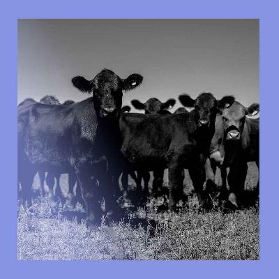 Lowering the steaks: a Mercosur deal at last