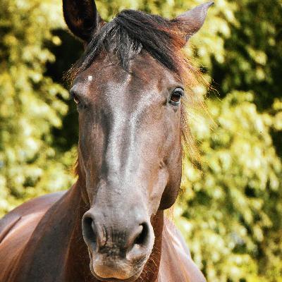 Paarden vermenselijken