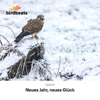 Neues Jahr, neues Glück Neues Jahr, neues Glück