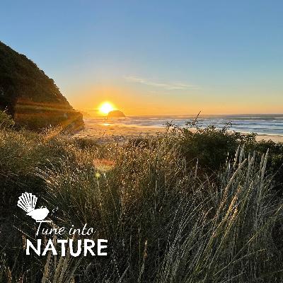 Wild Track : Summertime on the Beach