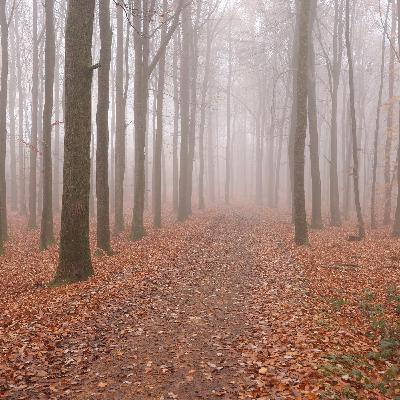 radio3 Klimagespräch: Zum Waldzustandsbericht Berlin 2025 radio3 Klimagespräch: Zum Waldzustandsbericht Berlin 2025